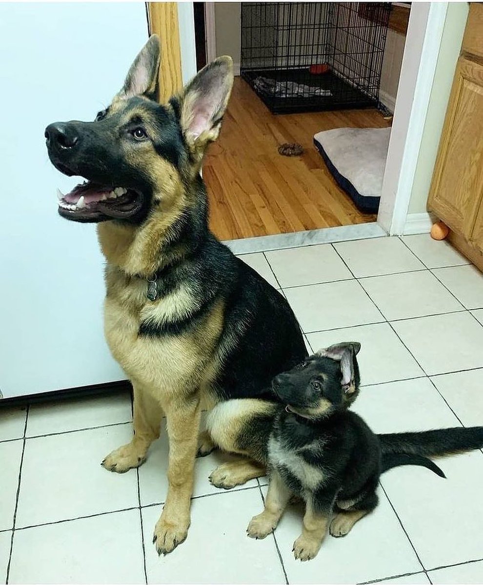 WilliamsDevid1's tweet photo. #germanshepherdlover #dogsofinstagram
#dogtraining #germanshepherd #gsd https://t.co/H17L1tfv5g