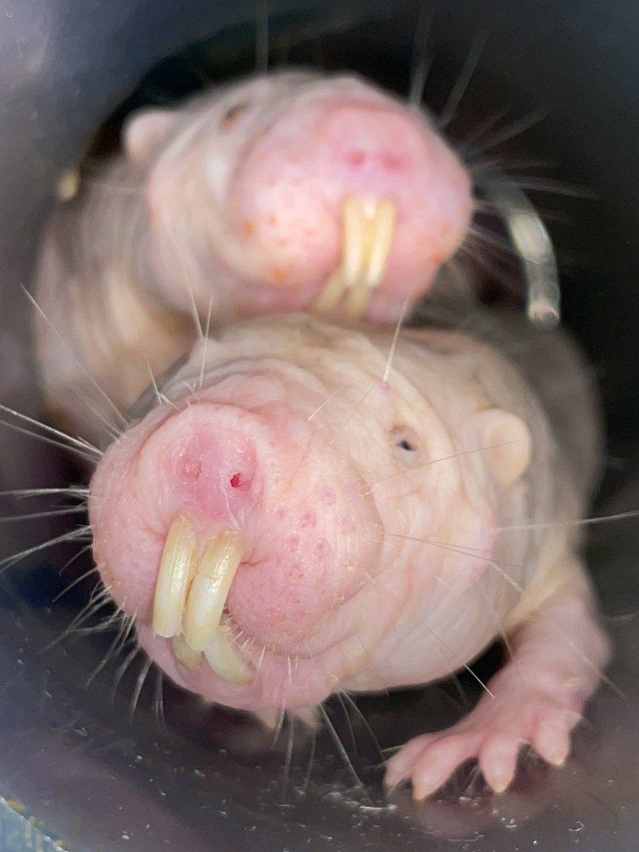 Curious about what’s happening in the brain of the naked mole-rat?