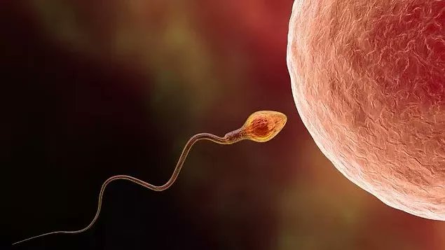 onedio's tweet photo. Dünya genelinde erkeklerdeki sperm sayısının son 50 yılda yarıdan fazla azalmış olması nedeniyle araştırmacılar uyardı: "İnsan neslinin devamı tehlikeye girebilir" https://t.co/8X4AjVEERw
