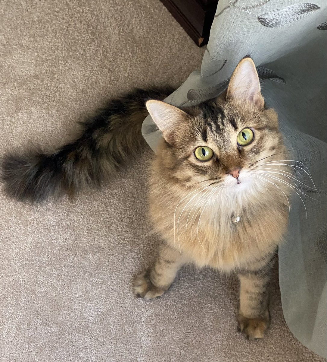 MissMabelMeows's tweet photo. Happy Sunday! #CatsOfTwitter #CatsOnTwitter 🐱 https://t.co/Jqis5twemS