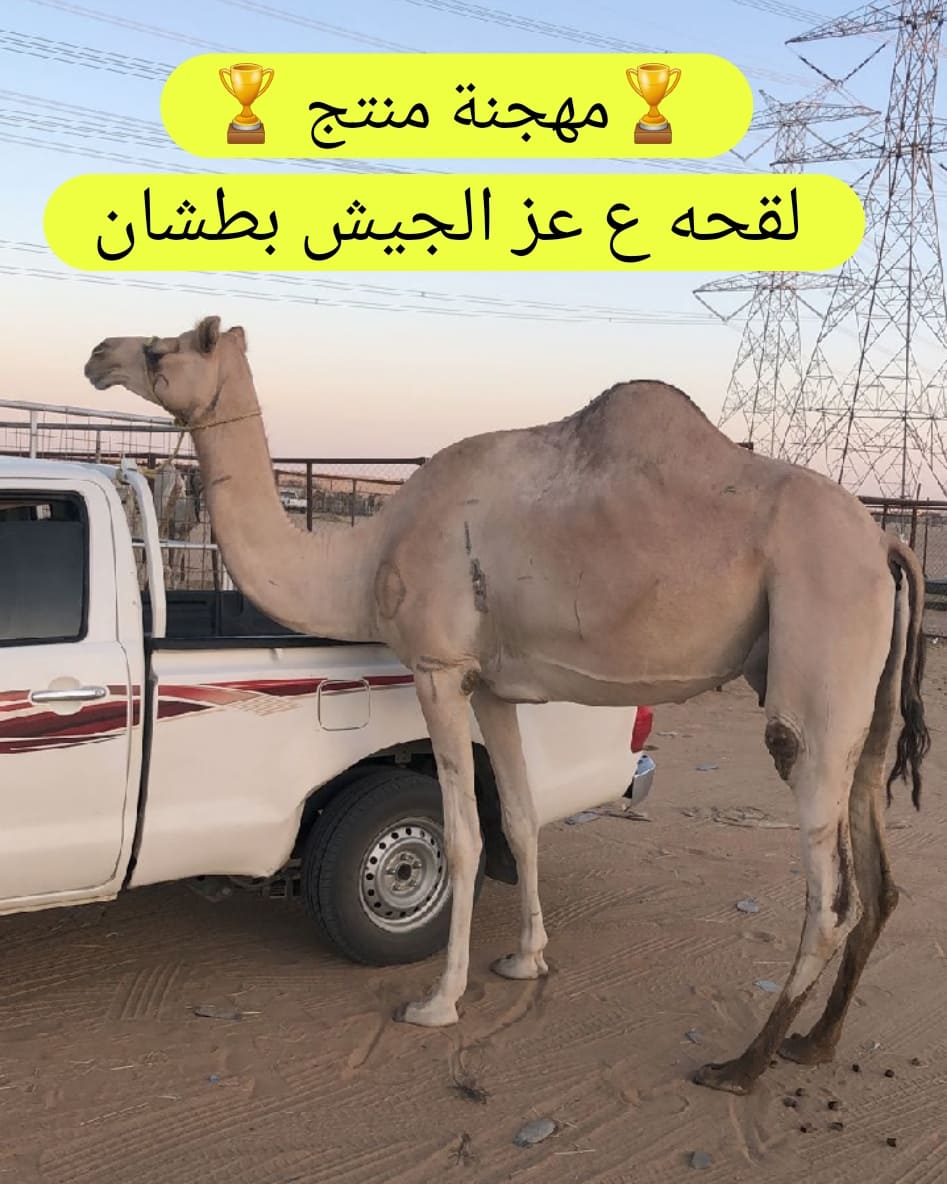 أفلح من ذكر الله

العرض القادم : مهجنة منتج 

السن : لقحه بثالثها

المعلومات : بكرها سبوق سابق في نجران والسيح والكويت وانباع في الكويت وعليها دين يحضرني مقطع له ومضمره موجود في السيده وثانيها قعود في الميدان 
ولقحه ذلحين على عز الجيش بطشان

الموقع : نجران

0551143075