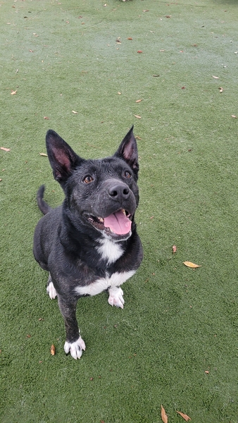 #Dog #Zima_CCSTCA_02 Zima loves playing in the rain she had so much fun in it!  https://t.co/Q8C8w3dGhm https://t.co/6TY4H3PAro