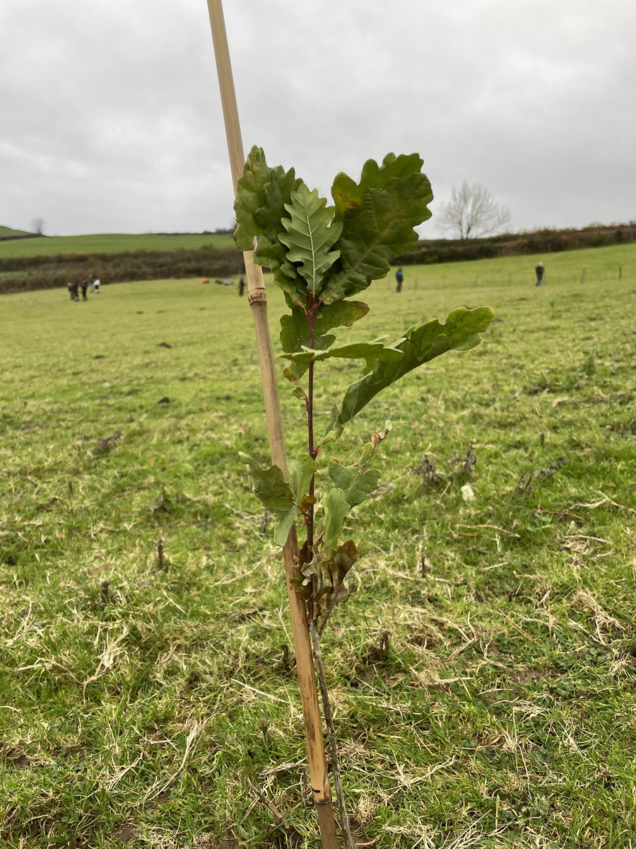 PennyNeyland's tweet photo. Today we planted 1,100 trees with the amazing @SwanseaUni #TreeSociety for #NationalTreeWeek Great work team 🌱🌳 #ClimateAction #plantmoretrees #fieldtoforest https://t.co/hWZ6w9B8Hv