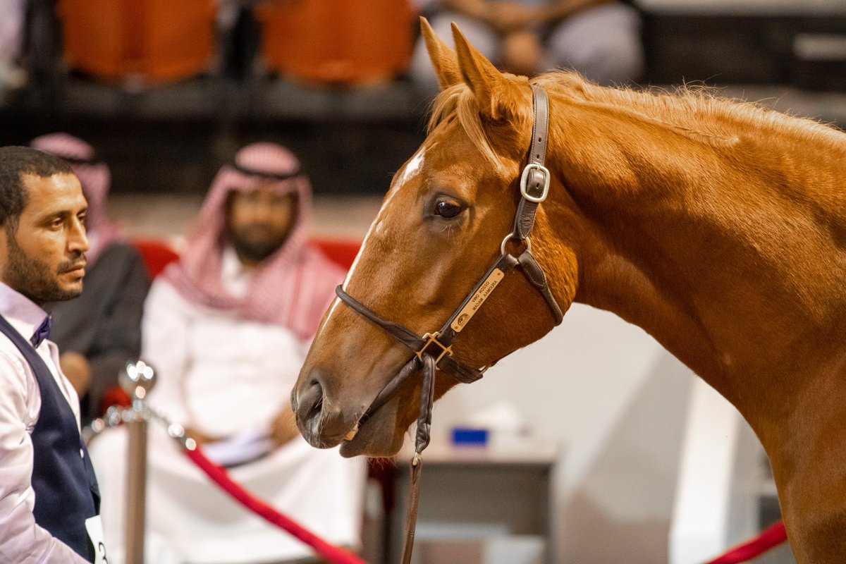 مزاد نادي سباقات الخيل tweet media