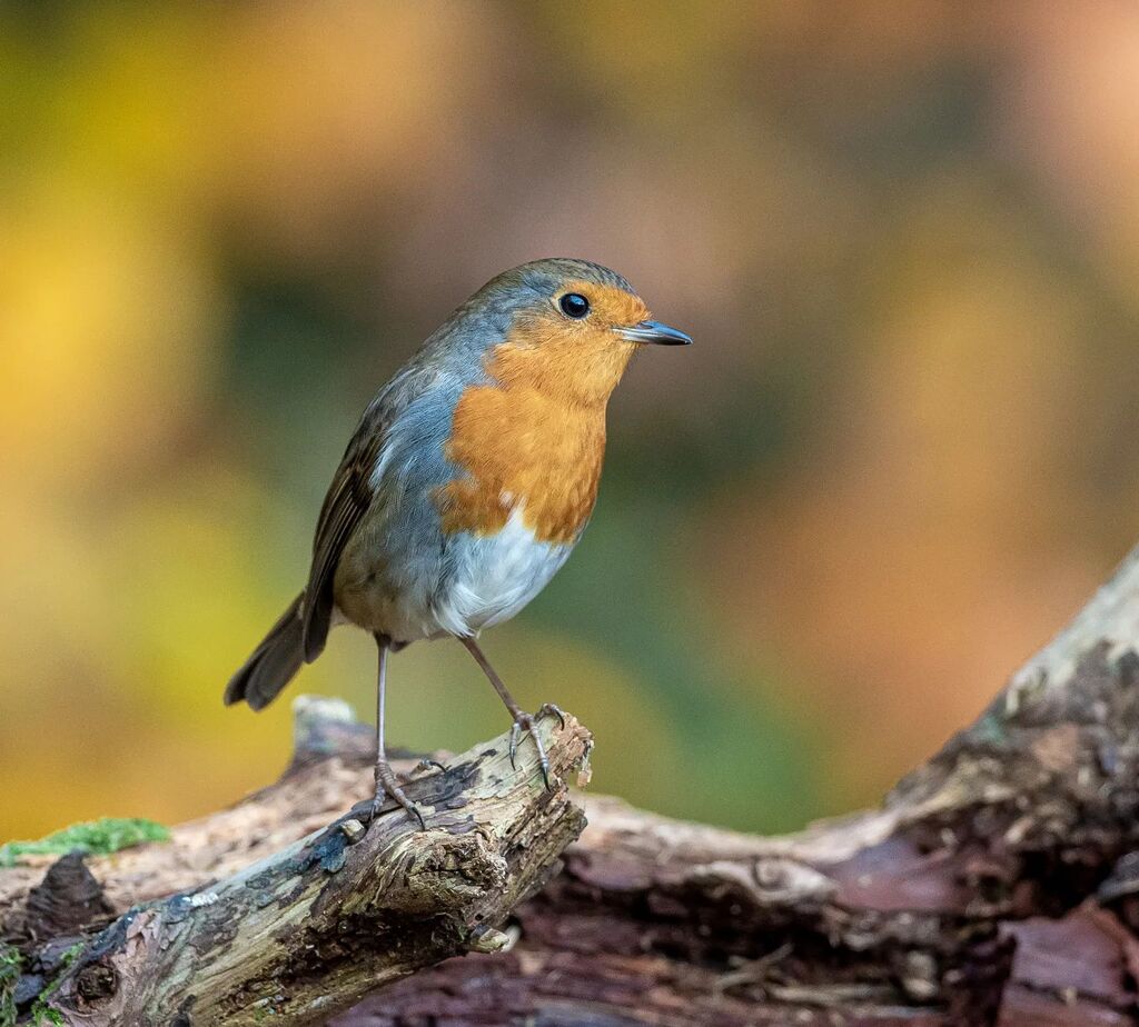 nickhowe56's tweet photo. Robin at Stover Country Park last week
.
.
.
.
#robin
#robinredbreast
#robinsofinstagram
#birds
#birdphotography
#ukbirdwatching
#ukwildlife
#thebritishwildlife
#wildlifephotography
#ukwildlifephotography
#bestbirdshots
#rspb_love_nature
#BBCWi… https://t.co/ejwI1u9FMj https://t.co/Gm8MwRdGol