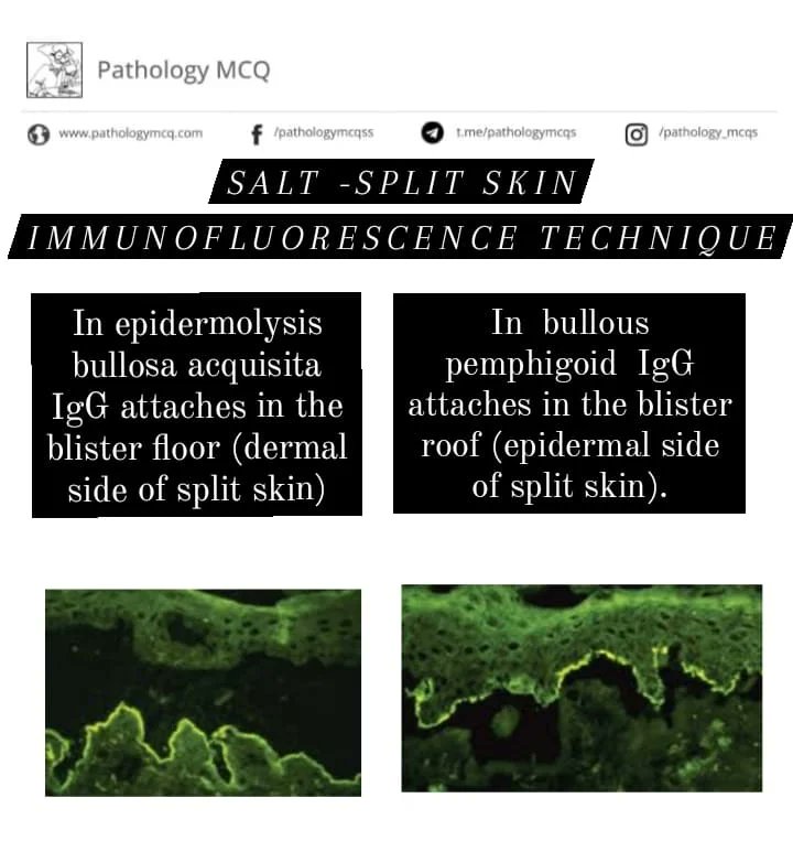 Pathology_mcqs tweet picture