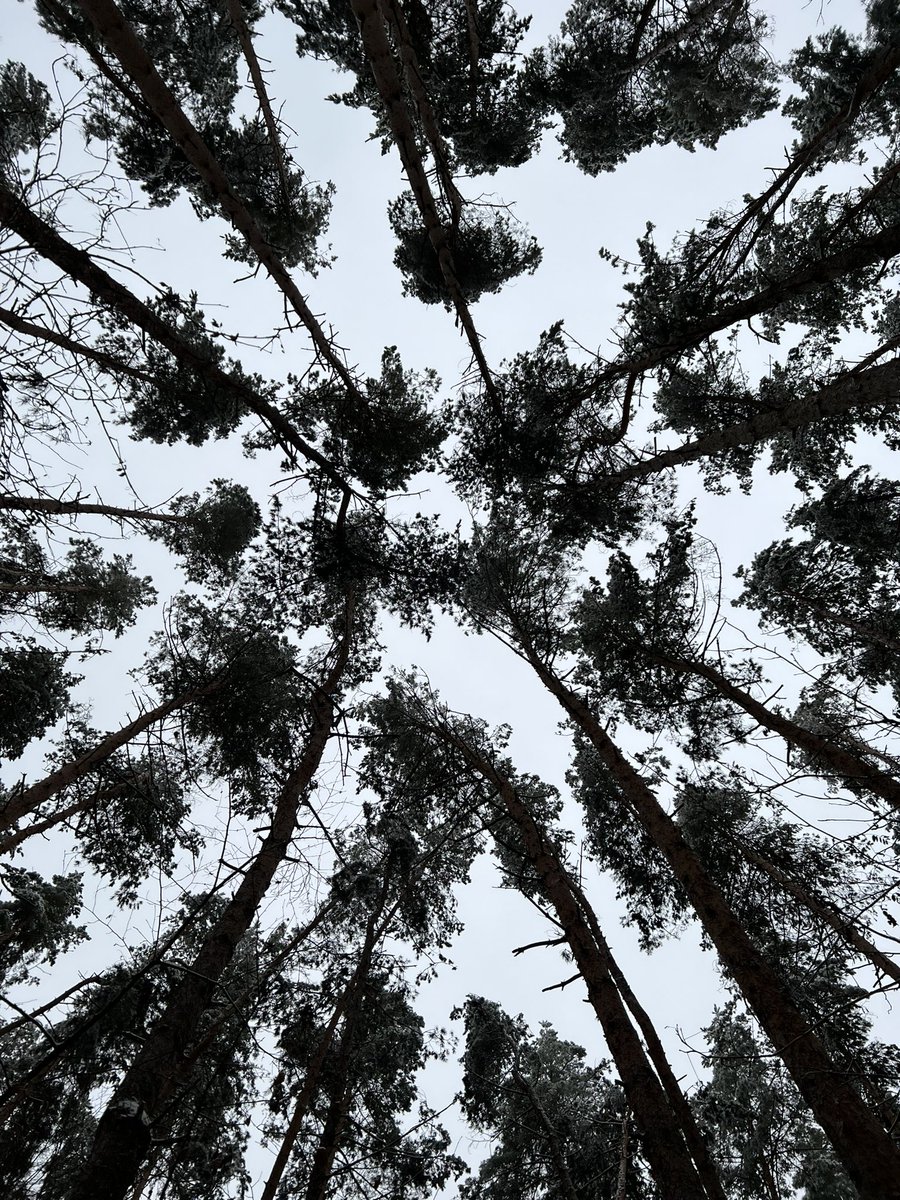 Forest walk
