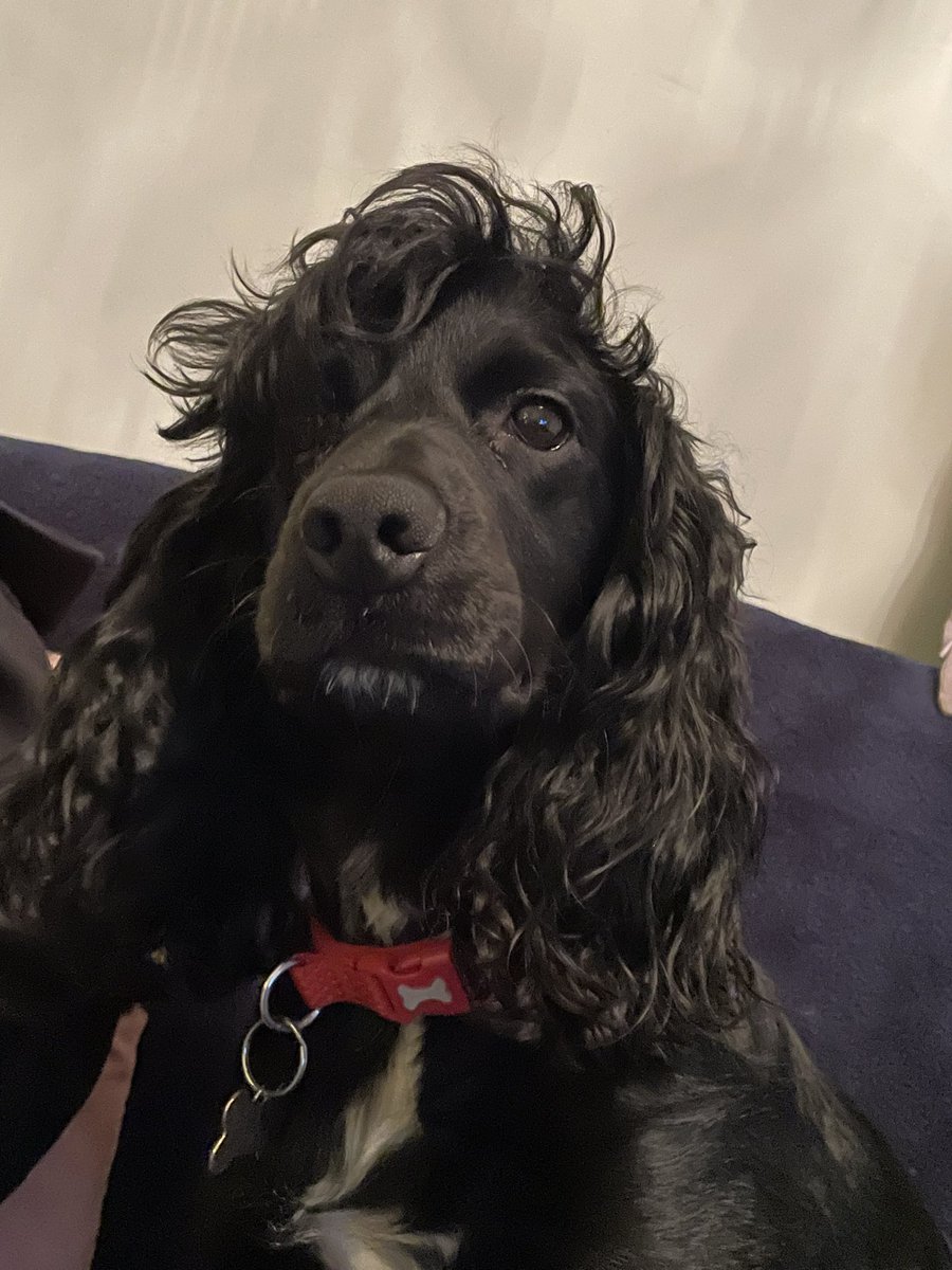 my dog trying to tell me it’s not just a phase: