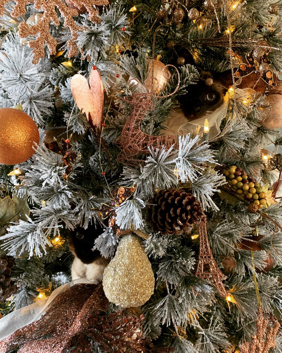 TracyAr5's tweet photo. @TracyAr5 @SiamesecatsandChristmastrees https://t.co/kdz4f0h9FW