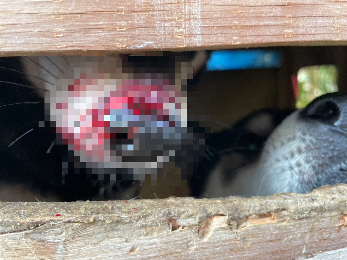 保護犬ふれあいカフェGUARDIAN tweet media