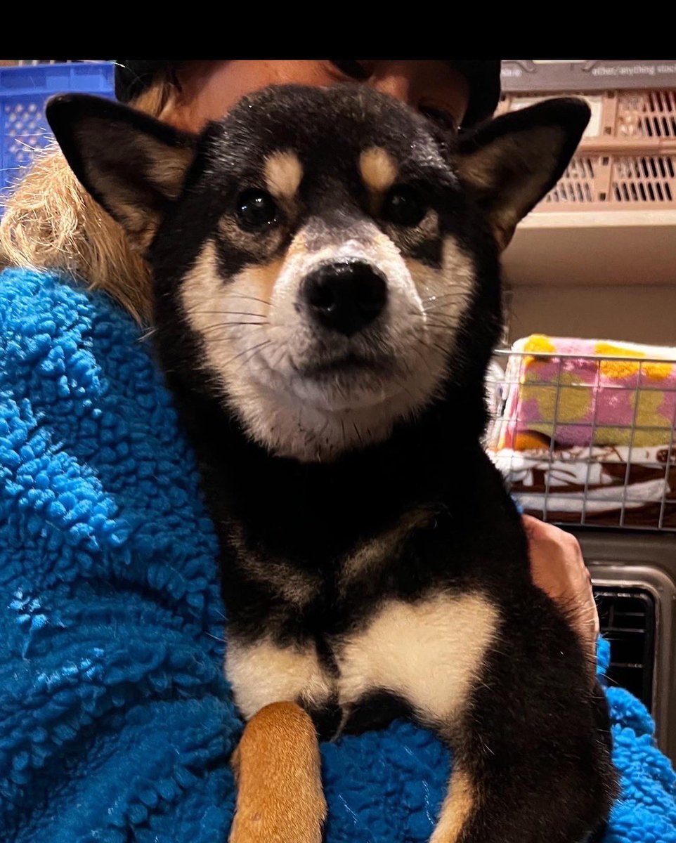 1
ある場所で
狭い箱の中に三頭が入れられてて喧嘩になるのか血だらけで散歩も無くご飯も水も入って無くガリガリで
近所の人が夏場水をあげたり
ご飯をあげたりしてくれてた子達を全頭飼育放棄と言う形で保護する事ができましSNSに声をあげてくれたSさん