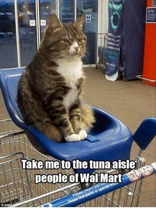 Hire a feline as your personal shopper to get everyone on your list the very best gifts #FakeChristmasShoppingFacts