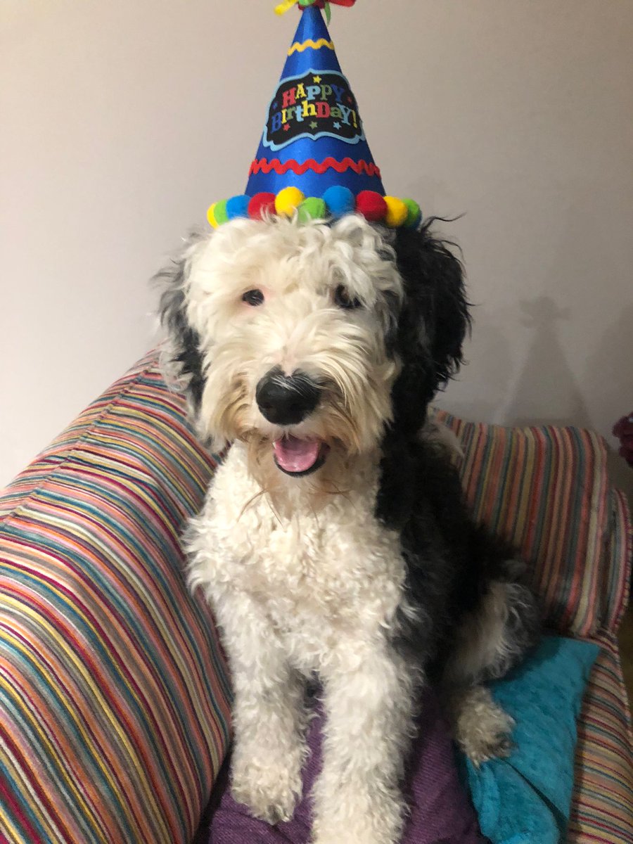 waxandbeans's tweet photo. Happy birthday Luna doggie

#hellodoggie
#twotoday
#shopdog
#dave https://t.co/rSPB71lymn