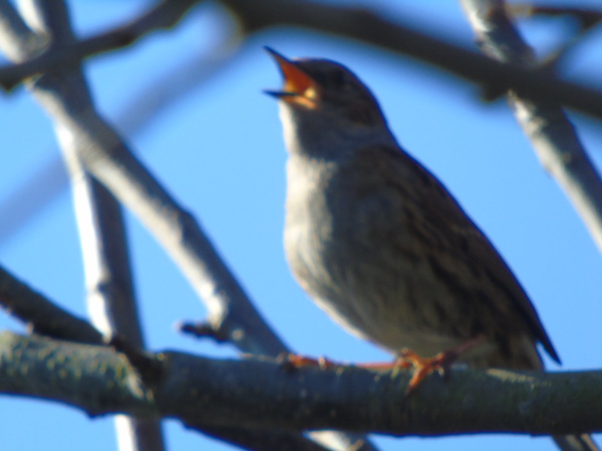 MyGarden_Uk's tweet photo. Blurry but still beautiful. ❤️🎶☺️
#Dunnock #birds #nature #birdphotography
#FotoFail
#ASnatchedVictoryFromTheJawsOfDefeat 😂😂 https://t.co/vVCvtRrJKb