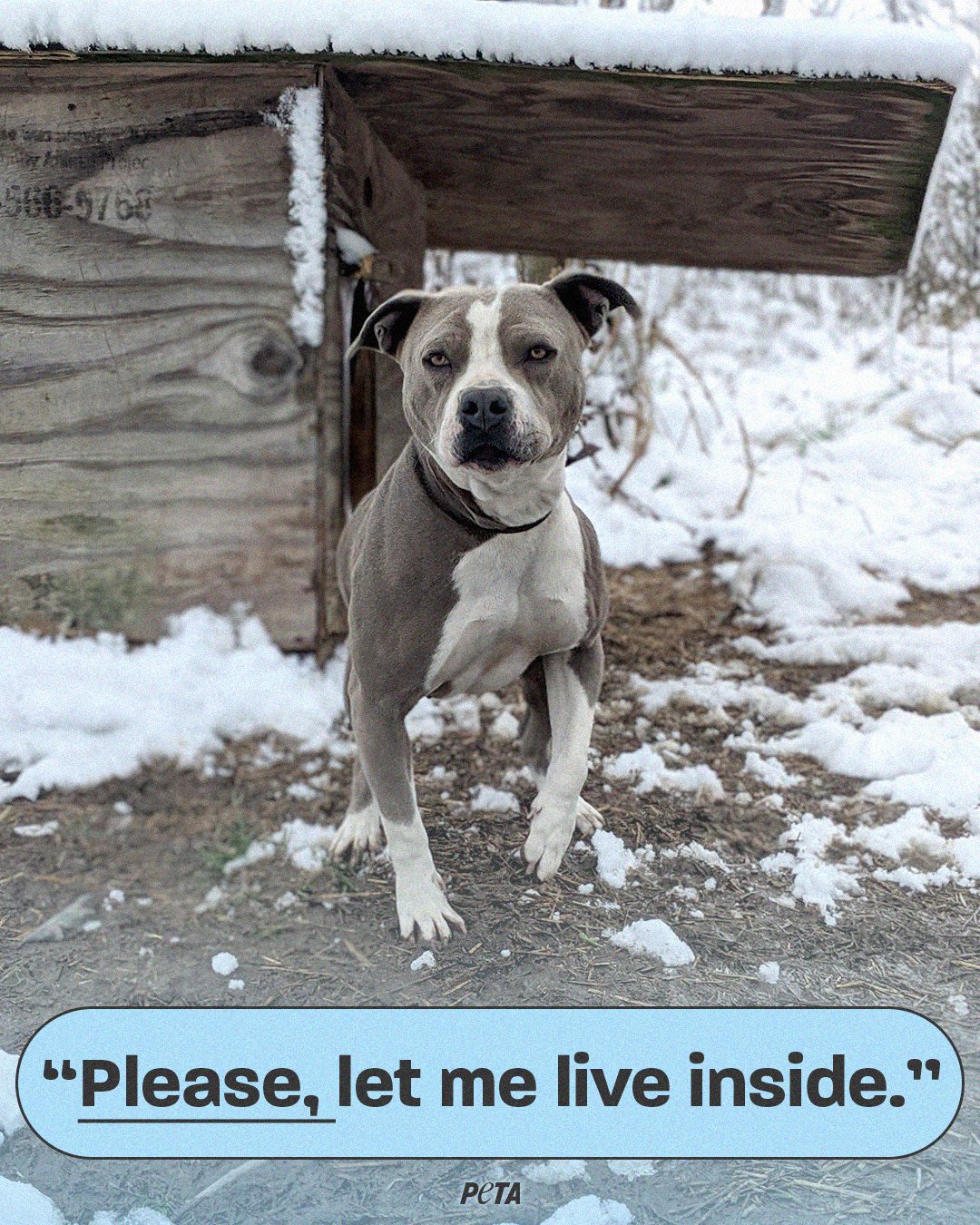 Can A Dog Live Outside In The Winter