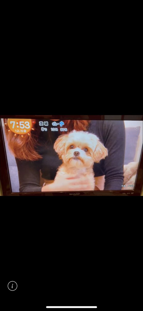 _st_r_'s tweet photo. 地上波デビューした🐶可愛すぎた🐶 https://t.co/0qYLZ3LMBh