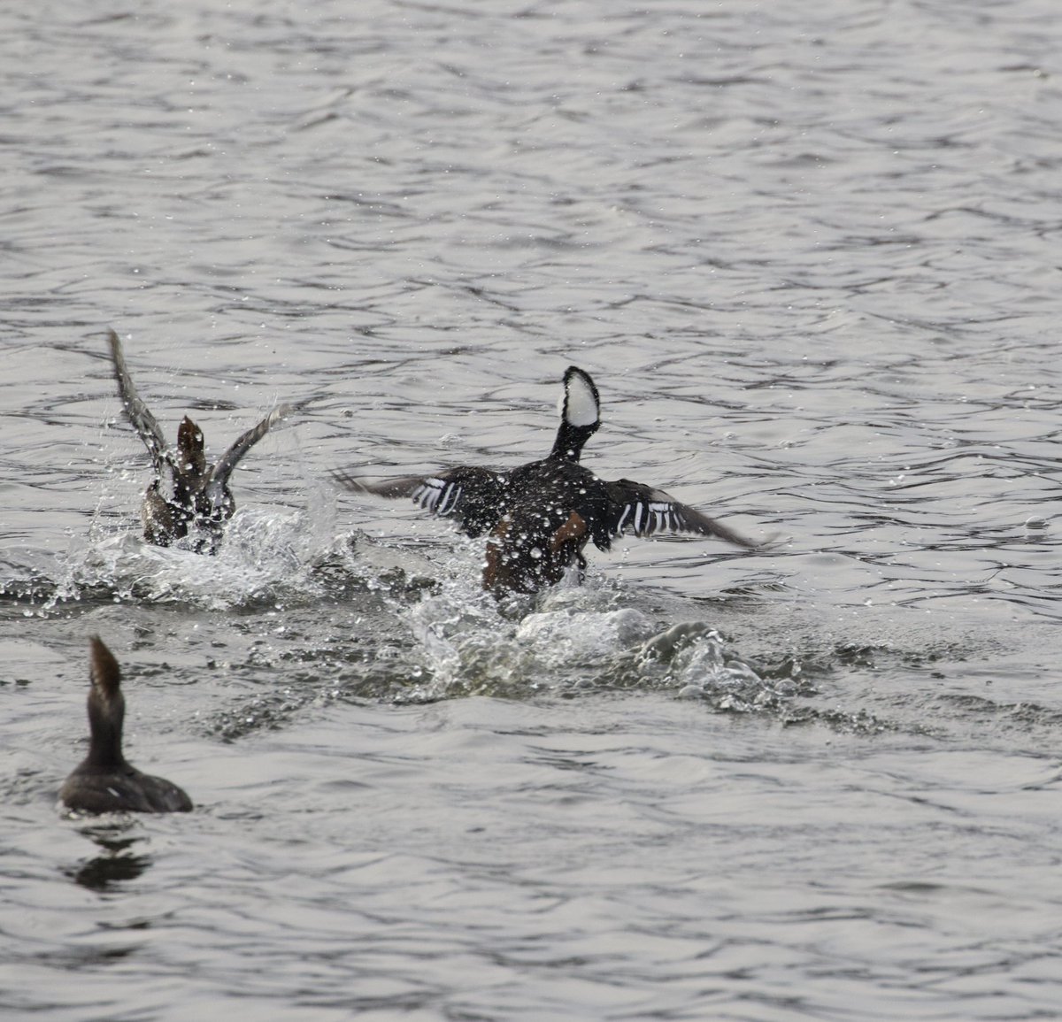kyle_odonnell_'s tweet photo. Hooded merganser
#photography #nature #naturephotography #wildlifephotography
#birds #birdtwitter #birdsofma https://t.co/s6sk8L3Qjp