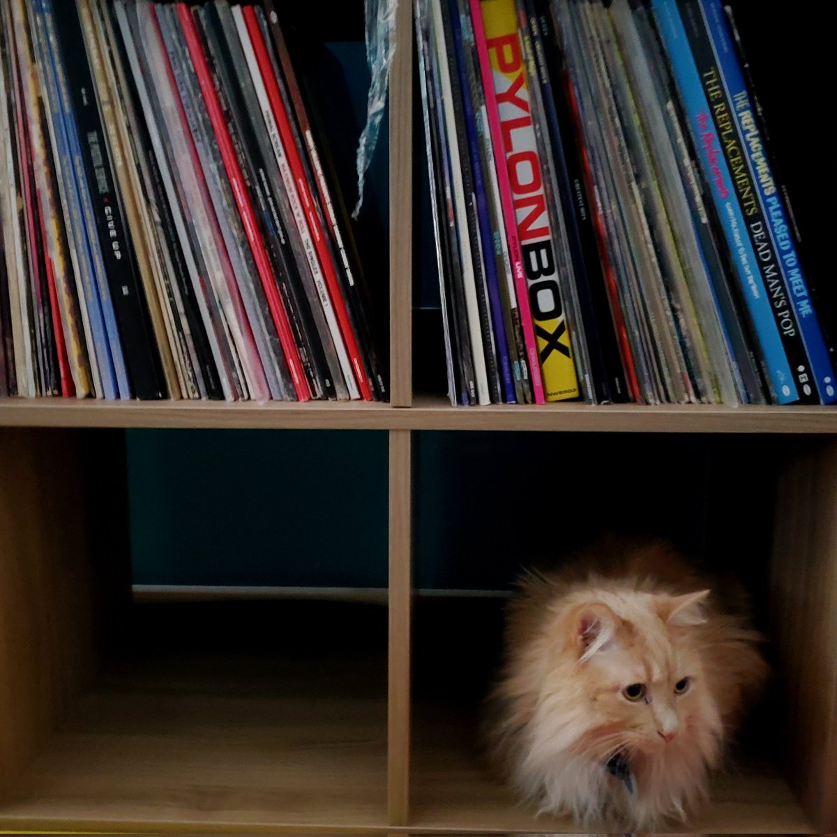 NTNLcats's tweet photo. Boxer hiding in @Playmixt's records.
#BoxerPJohnson #floof #cat #CatsOfTwitter https://t.co/41qo1aaUUG