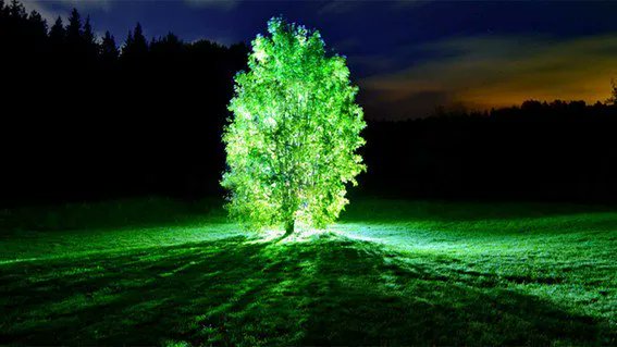 Árboles bioluminiscentes, ¿el futuro del alumbrado público?
 buff.ly/31euisJ