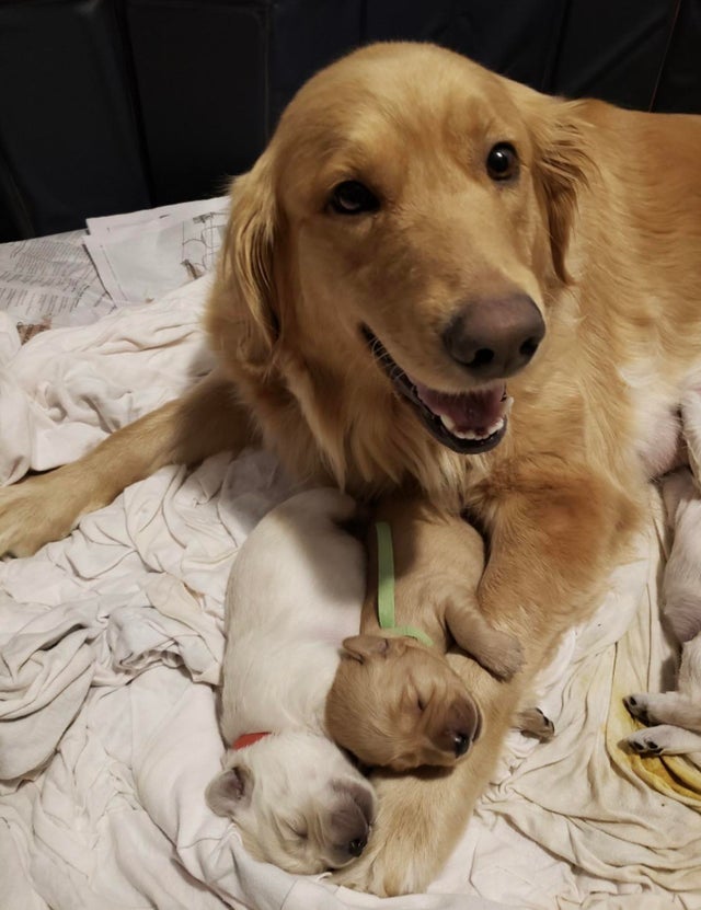 La felicidad que tiene por sus bebes.