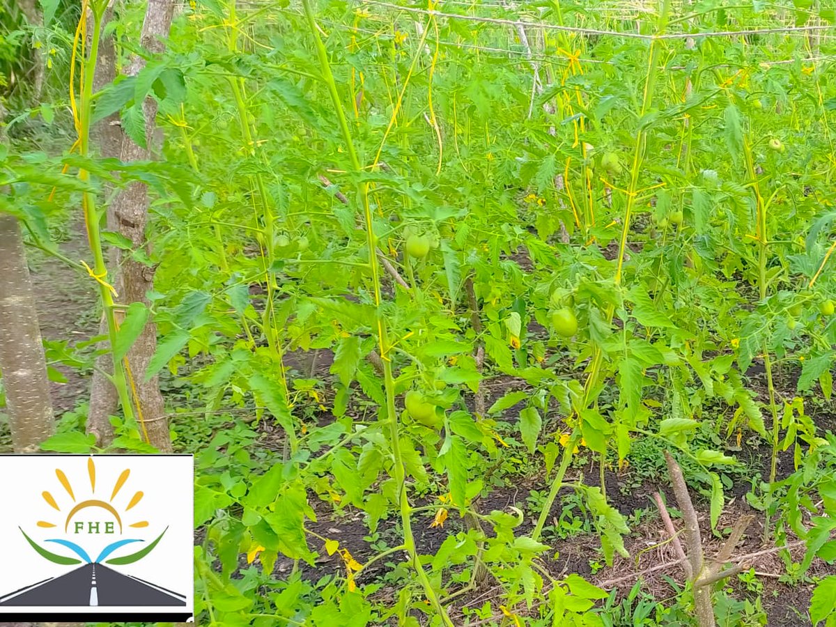 horizontes_de's tweet photo. Seguimos trabajando por la seguridad alimentaria de los #MontesDeMaría
#CultivoDeTomate
#SeguridaAlimentaria https://t.co/1E4RbYCN3j
