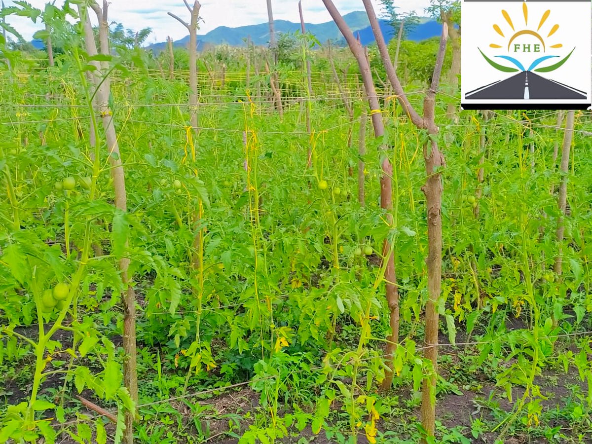 horizontes_de's tweet photo. Seguimos trabajando por la seguridad alimentaria de los #MontesDeMaría
#CultivoDeTomate
#SeguridaAlimentaria https://t.co/1E4RbYCN3j