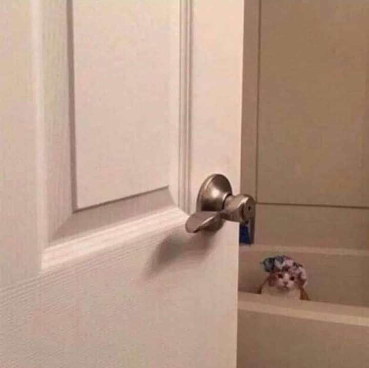 cats who share one braincell tweet media