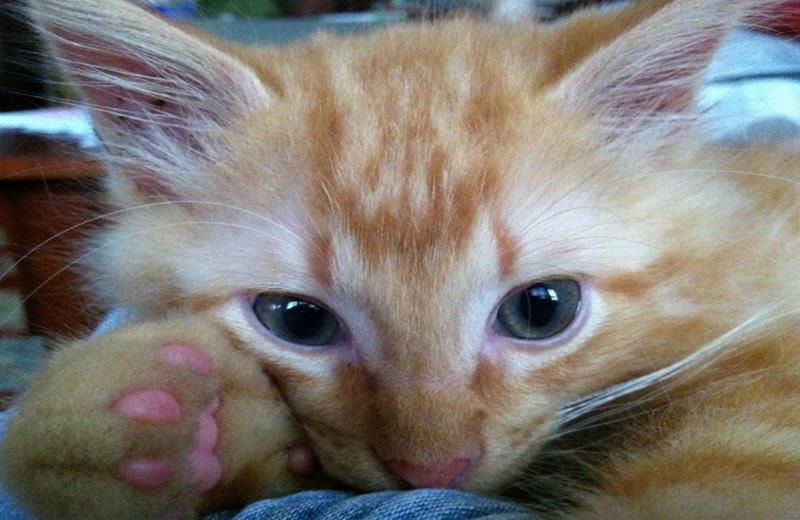 Reductress's tweet photo. REPORT: Cat Has Sweet Lil’ Jelly Bean Toes: https://t.co/Y1MPZCwAY7 https://t.co/dbIqXZky18