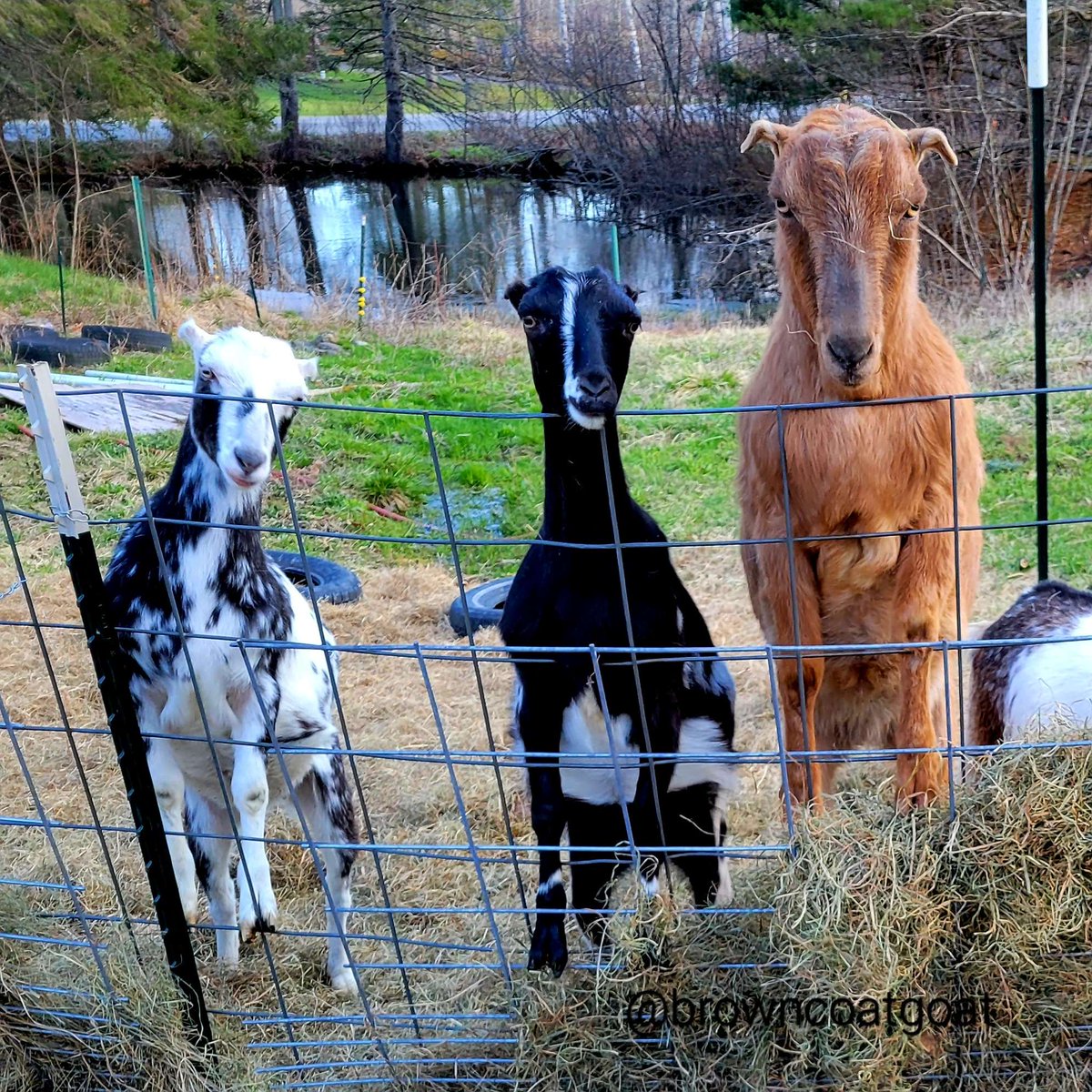 BrowncoatGoat's tweet photo. I'll be on Twitch, livestreaming from the pasture at 3pm eastern, just about an hour from now! See you there!! https://t.co/66Ypkx2N7I