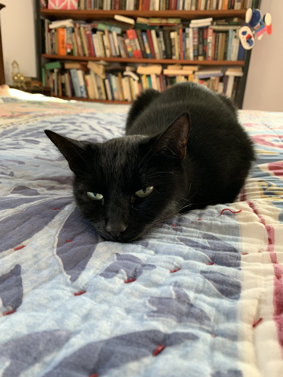 MatthewLBrodsky's tweet photo. Only reasons left to stay on this godforsaken website: block people, get your news, and feed cleansing

#CatsOfTwitter https://t.co/aHTqwqUlxy