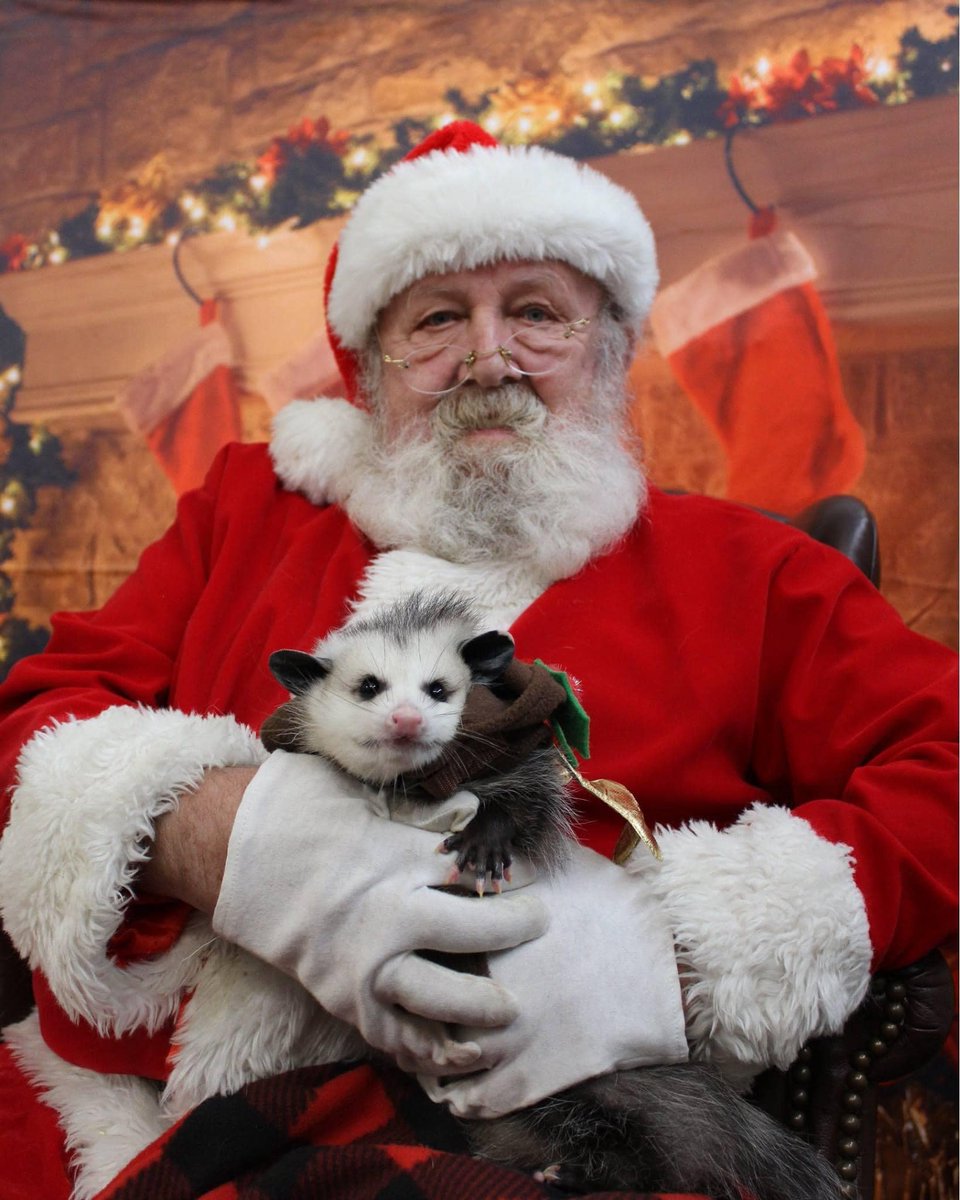 Greyowulf's tweet photo. Was the possum naughty or nice? What is your verdict? https://t.co/7SB1iXChDw