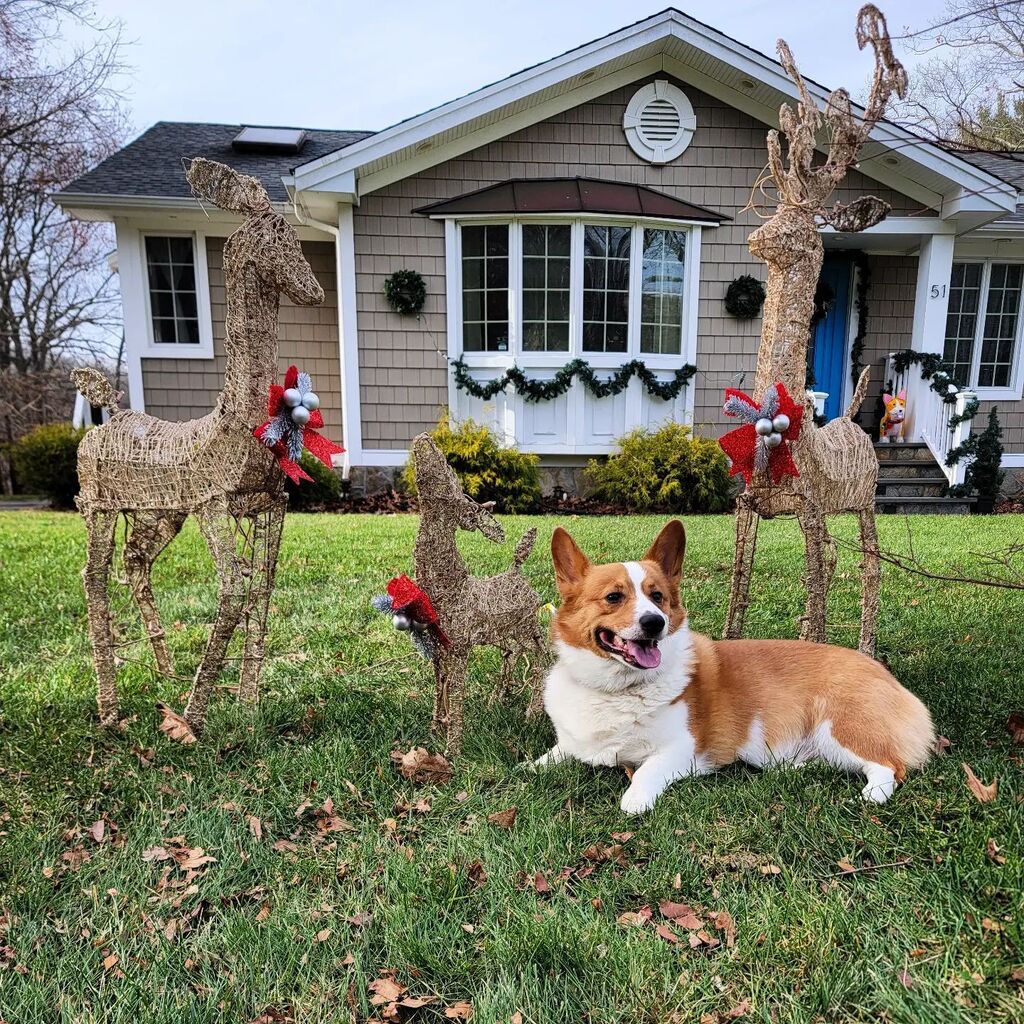 foolofapup's tweet photo. Just having a #sundayfunday with my new besties in the front yard 🦌🦌🦌 https://t.co/ib5Srz6NvT https://t.co/89HBvpB1H2