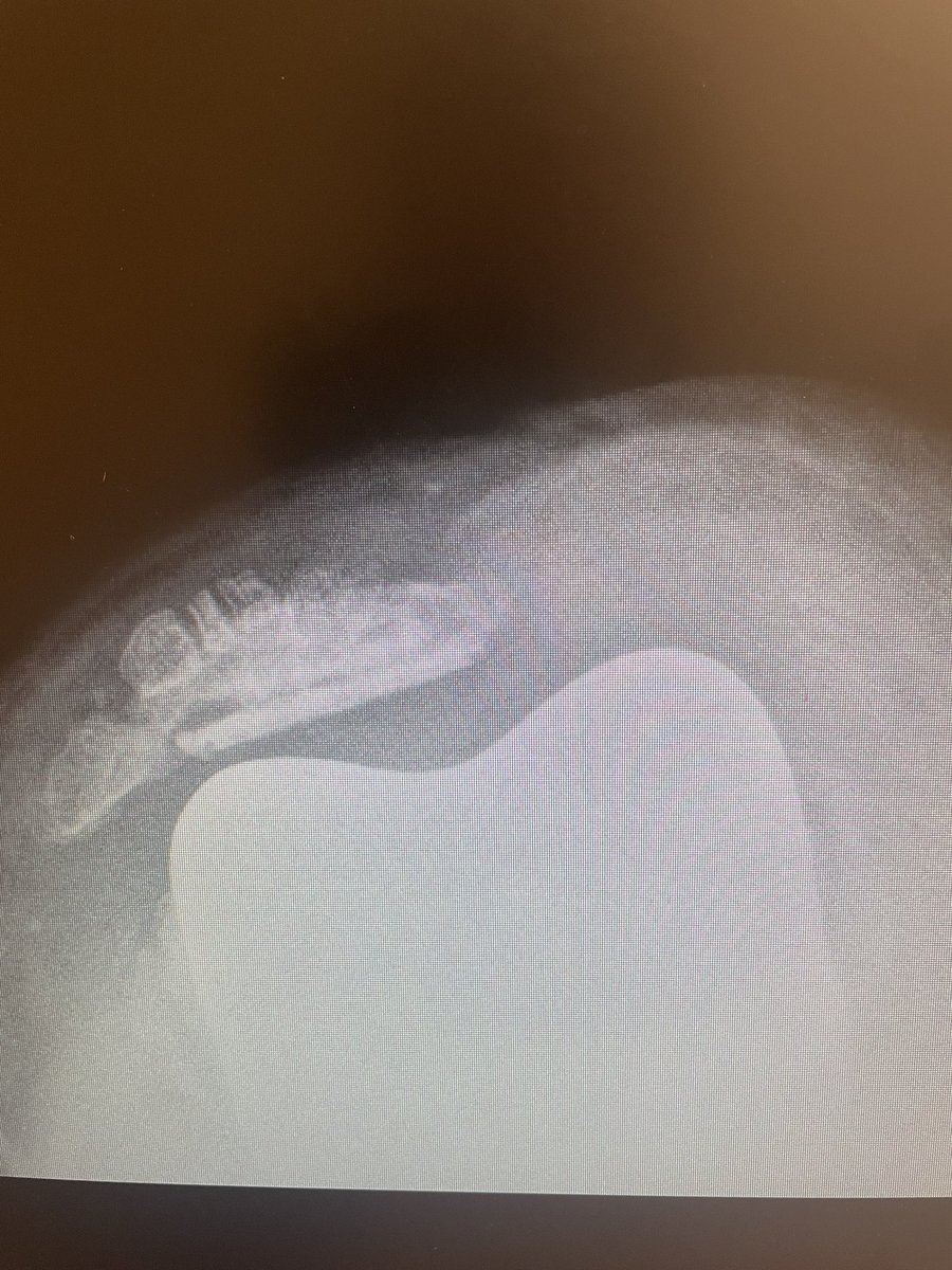 Lee E. Rubin, M.D., FAAOS, FAAHKS, FAOA tweet media