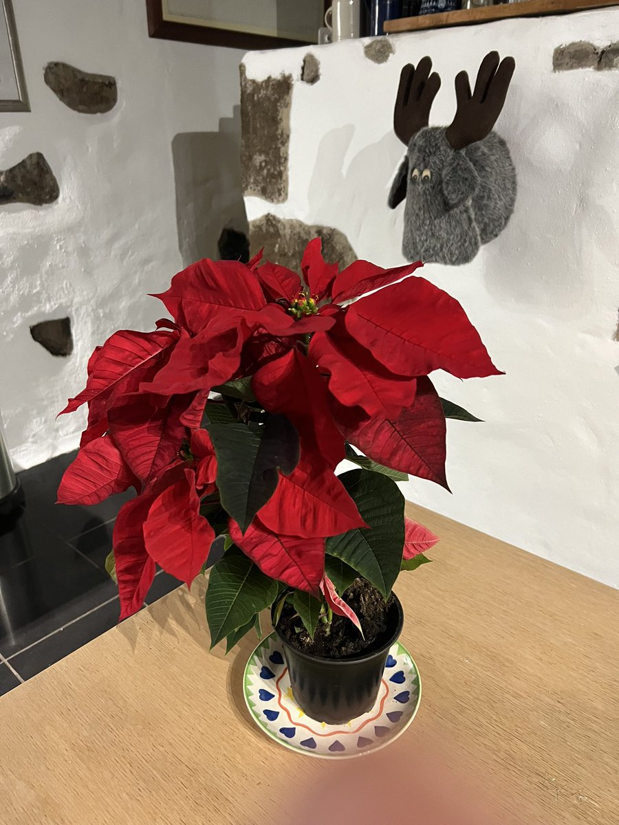 mikecj's tweet photo. Decorations up outside and in. https://t.co/4gMIDkPs8R