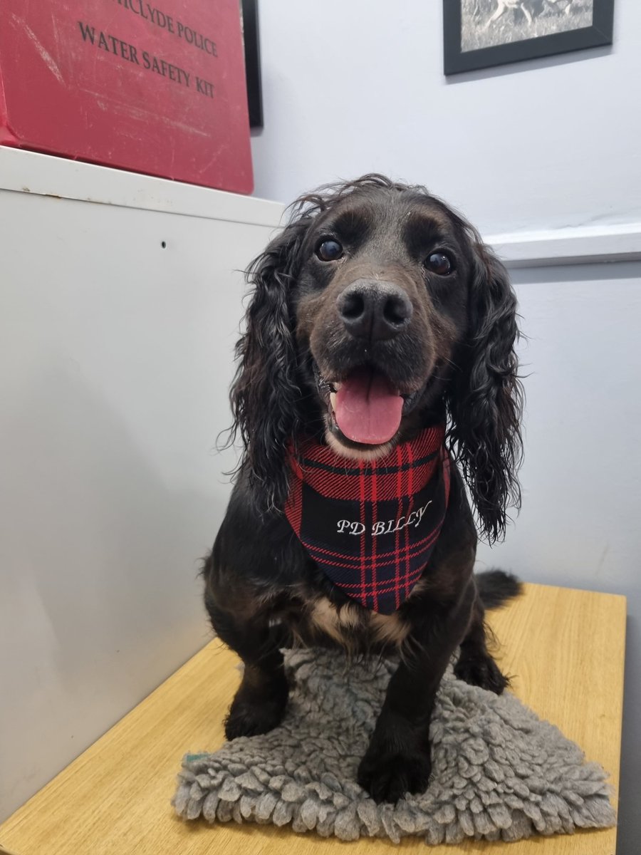 K9Scottish's tweet image. #PDBilly and #PDBodie are getting into the festive spirit with some homemade gifts from their lovely friend Elaine 😍🤩
#HomemadePresents #EarlyXmas #HandsomeBoys #TartanDogs