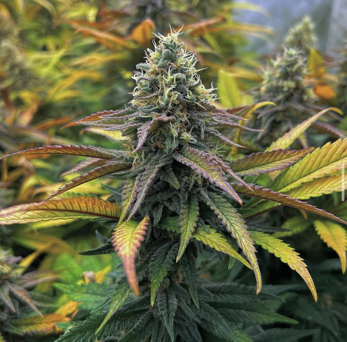 SensiSeeds's tweet photo. It’s freezing here and we’ve heard that colorful cannabis can help with the winter-blues. So here you go. Thank you tibo_sg for coloring the world with our version of Girl Scout Cookies.🌈🌈🌈 https://t.co/TPl0sPmXp8