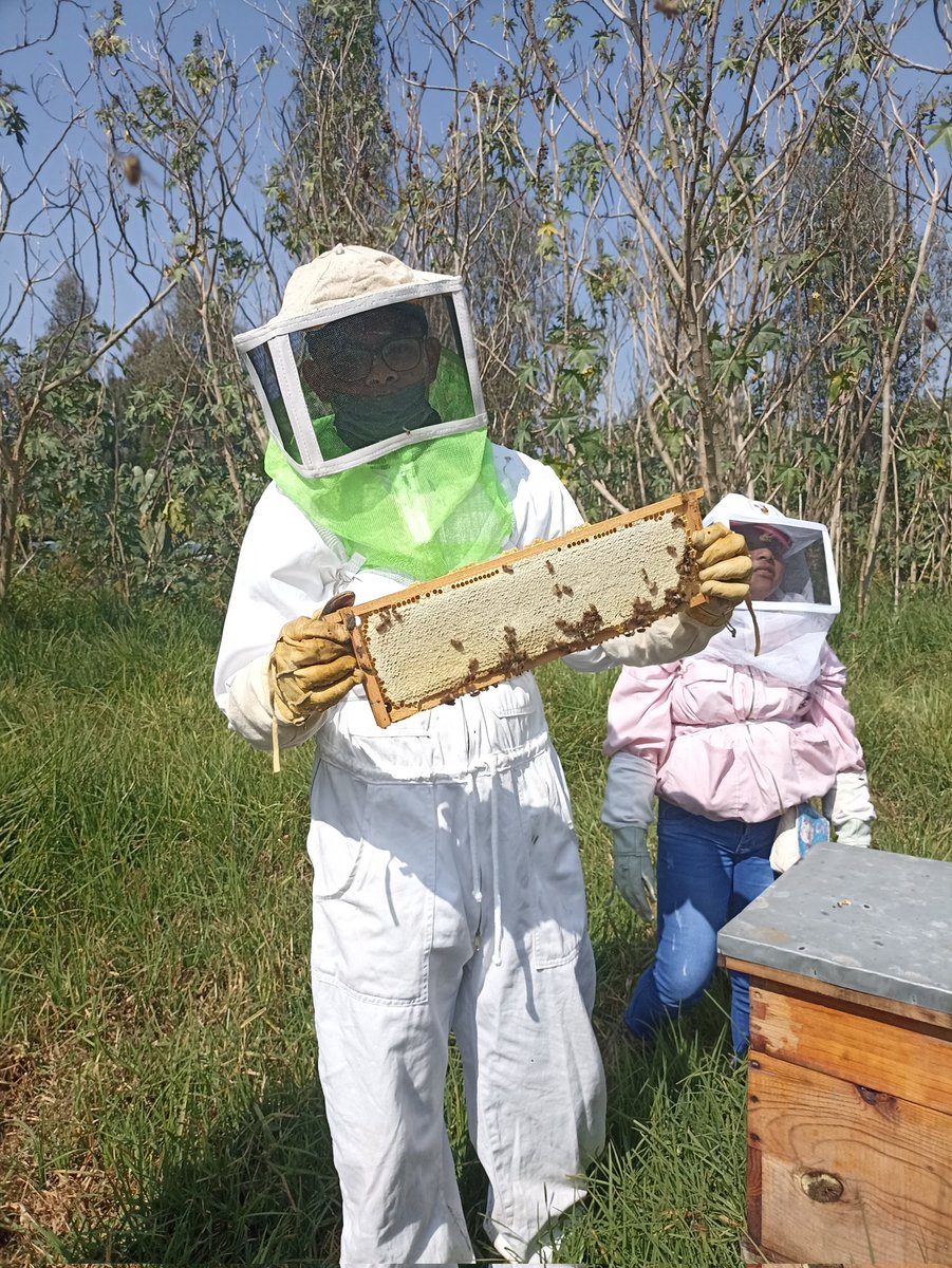Miel lista para cosechar!
La miel es un alimento que lleva un proceso de maduración, la misma abeja sella la miel cuando ha perdido la húmedad.
#somosabejasdebarrio
#hagamoscolmena
#beelover