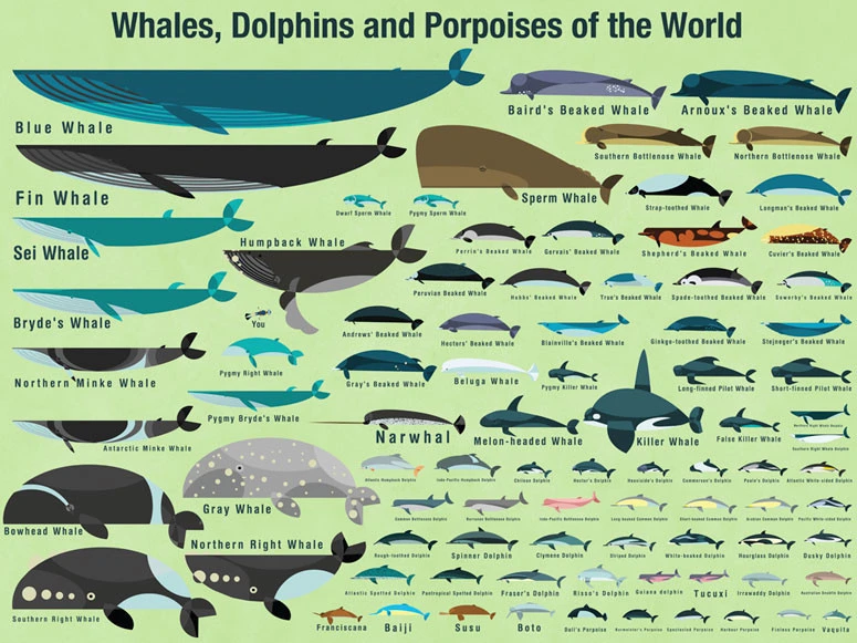 AWhaleADay tweet media