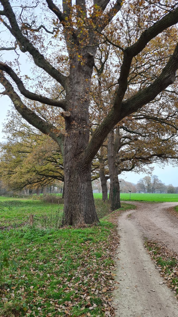 maxschurink's tweet photo. Vanmiddag voor de 3e keer in m'n wandelcarrière @tragetochten Eerde gelopen. Opnieuw genoten van prachtige oude boerderijen, kleinschalig glooiend landschap, oude eiken en lanen. Geen pareltje, maar een parel deze @tragetochten ! https://t.co/u4dKN2nibu