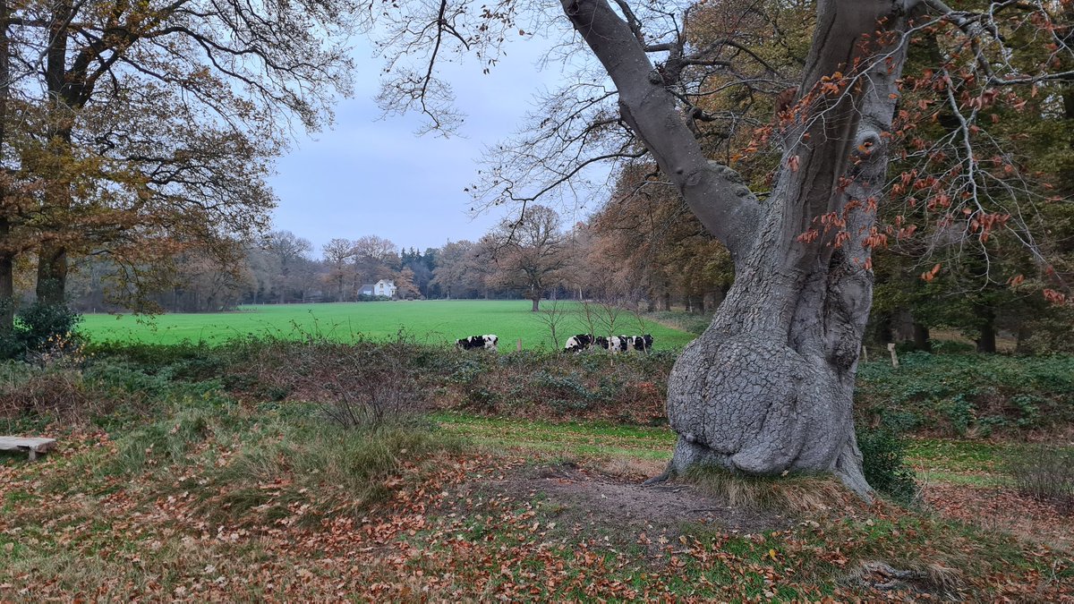 maxschurink's tweet photo. Vanmiddag voor de 3e keer in m'n wandelcarrière @tragetochten Eerde gelopen. Opnieuw genoten van prachtige oude boerderijen, kleinschalig glooiend landschap, oude eiken en lanen. Geen pareltje, maar een parel deze @tragetochten ! https://t.co/u4dKN2nibu