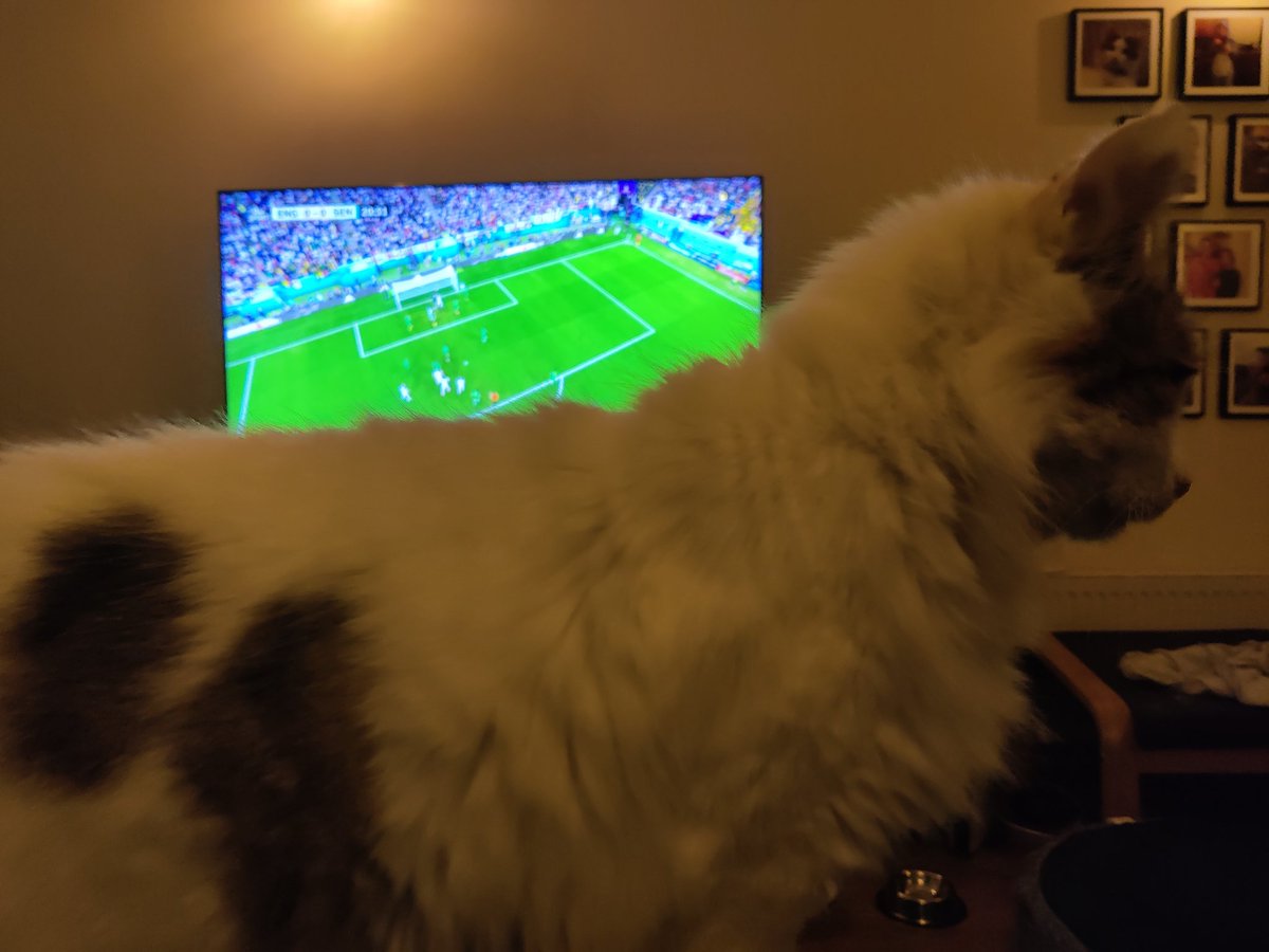I planned to watch the England game on TV, however the cat had other plans 🤣