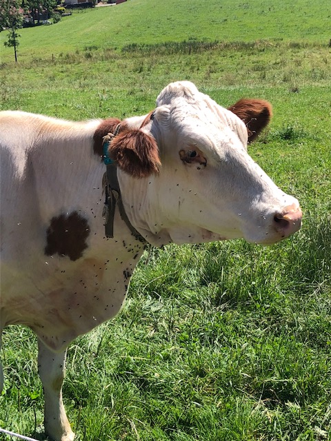 Last call all CCPs! Enter the Comté Scholarship by midnight tomorrow for your chance to win an all-expenses-paid trip✈️🧳 to the Comté region of France! This year the winner will receive a $750 stipend!😁Go to comte-usa.com for details!
#comté 
#comtecheese