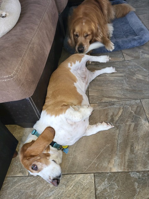 Louise da Basset tweet media