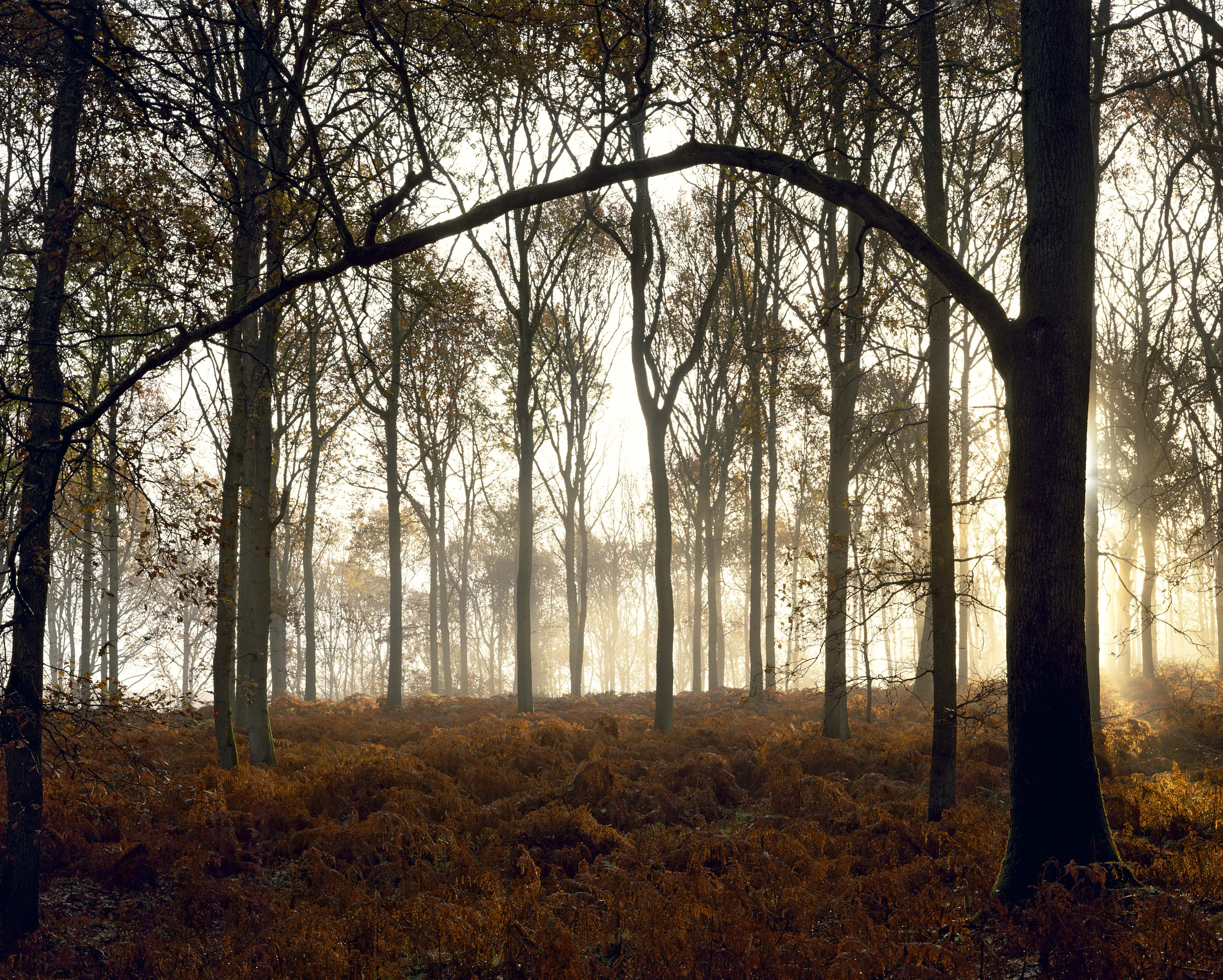 Forest of Dean