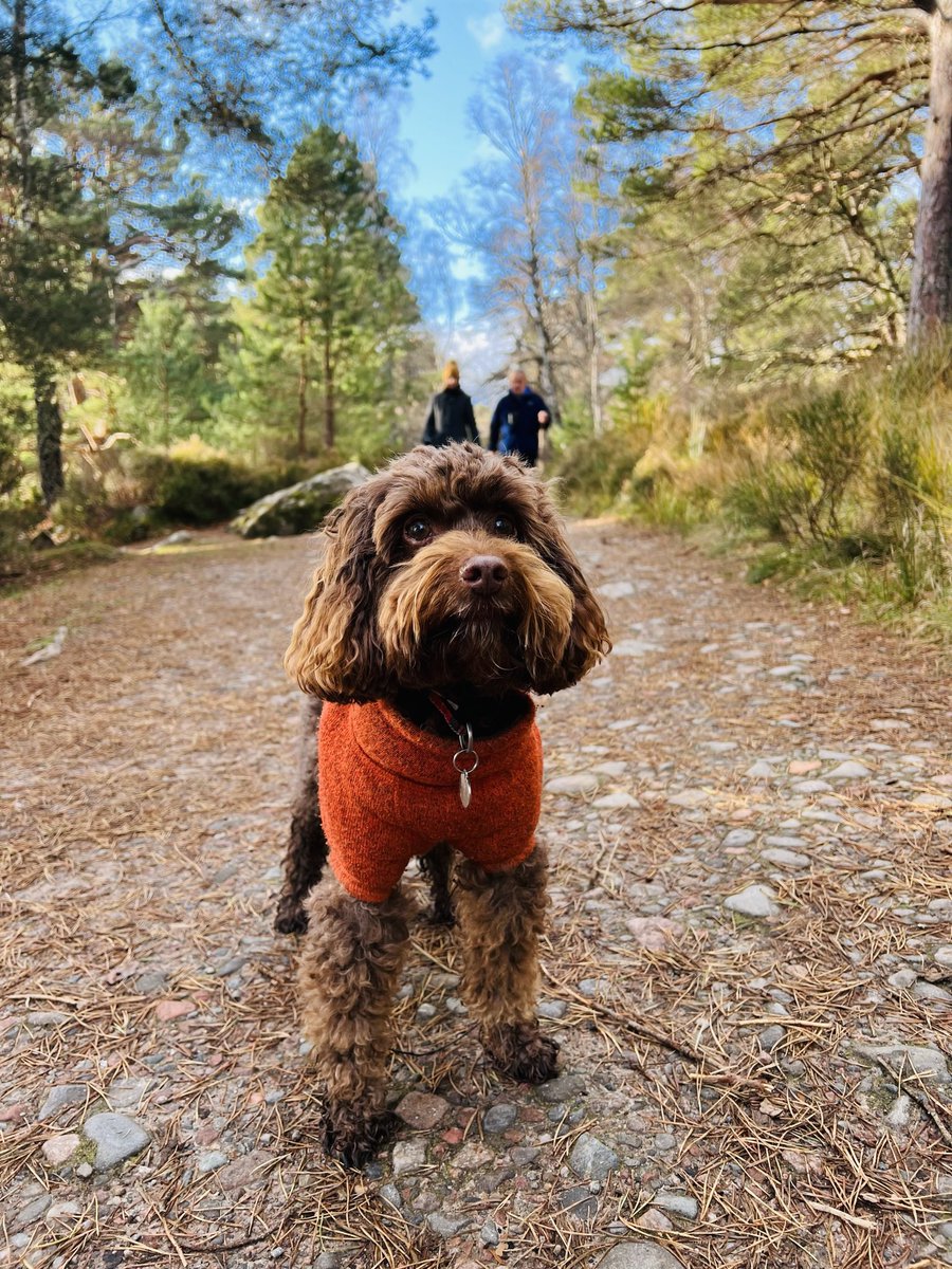 ChloeProc's tweet image. The best time of year to visit the #Cairngorms 🏴 A week of frosty walks, discovering lochans and letting the dogs decide our daily itinerary. #VisitScotland #ScotSpirit