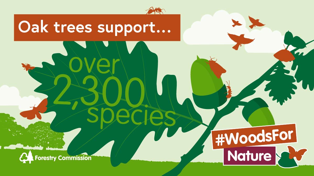 Oak trees support more than 2,300 species! 

Every tree can give nature a fighting chance to recover. 

Discover the benefits of woodland creation for #nature and more. assets.publishing.service.gov.uk/government/upl…

#WoodsForNature #NationalTreeWeek