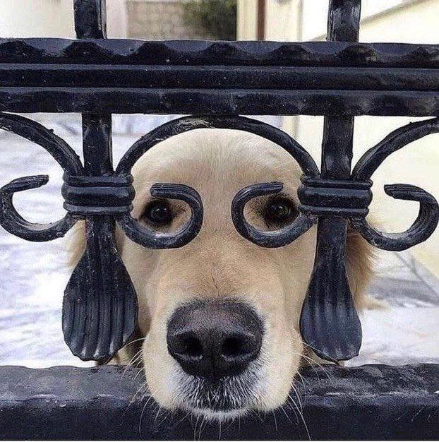HeckinGoodDogs's tweet photo. I see you... https://t.co/tuDFxwTGag