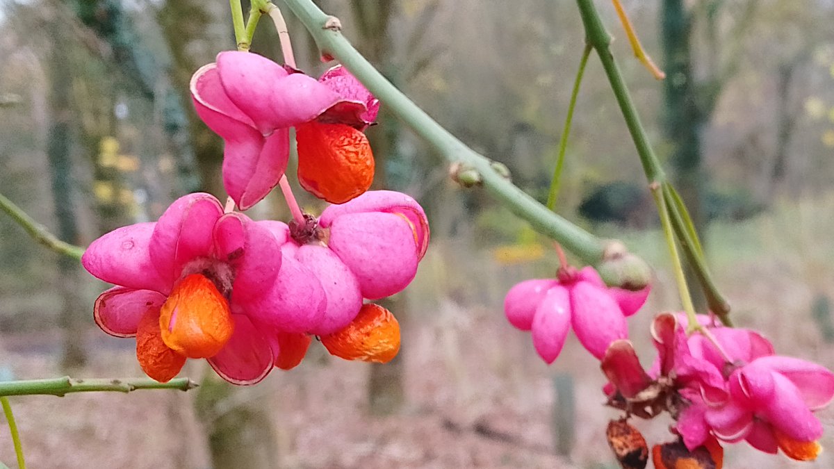 s4r4h_l's tweet photo. #WildflowerHour I forgot to include my spindle berry from Wednesday, what a riot of colour! 🤩 @wildflower_hour @BSBIbotany #joy #vitaminN https://t.co/o2sWqoku93