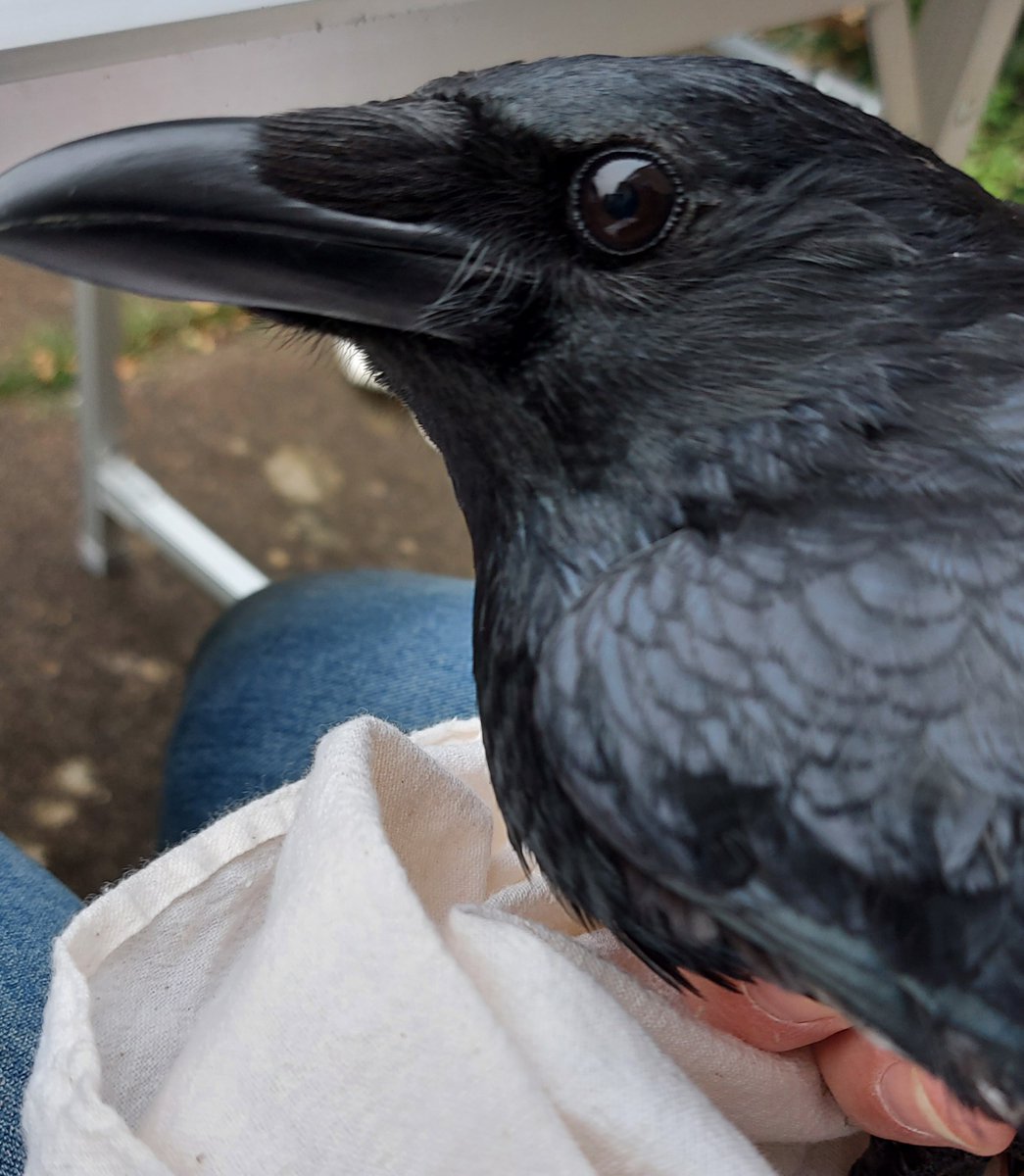 Mark O'Connell tweet media