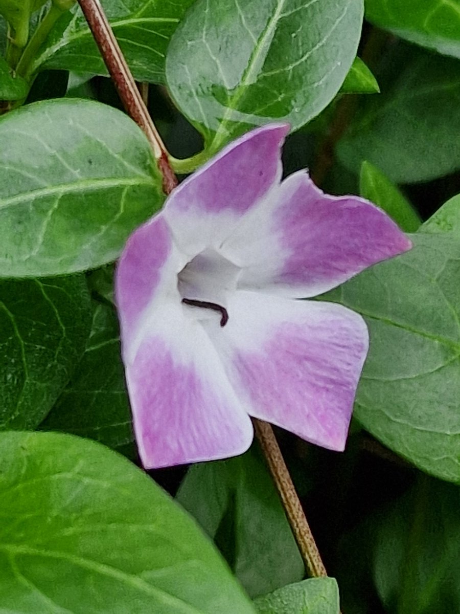A selection of the 45 flowering plants either wild or feral on my December #flowercount around #Stroud done on 2nd Dec, a day late #wildflowerhour down from 58 I think in Nov, but still a lot!
